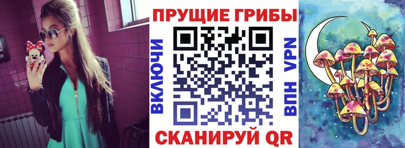 закладки  Короча  Галлюциногенные грибы Cubensis 